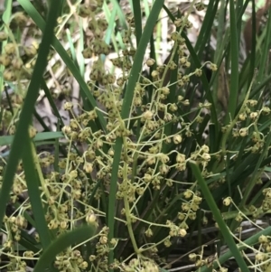 Lomandra filiformis at Taradale, VIC - 11 Dec 2022