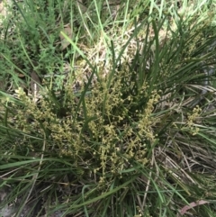 Lomandra filiformis at Taradale, VIC - 11 Dec 2022