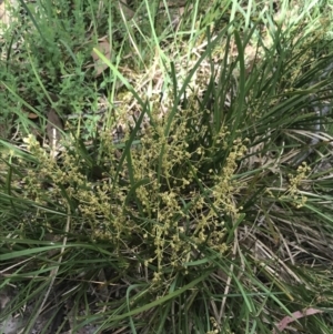 Lomandra filiformis at Taradale, VIC - 11 Dec 2022 09:58 AM