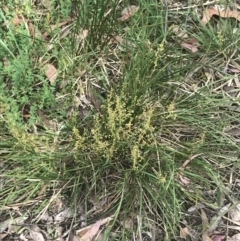 Lomandra filiformis at Taradale, VIC - 11 Dec 2022