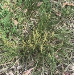 Lomandra filiformis at Taradale, VIC - 11 Dec 2022 09:58 AM