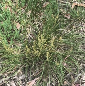 Lomandra filiformis at Taradale, VIC - 11 Dec 2022 09:58 AM