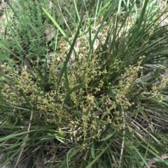 Lomandra filiformis at Taradale, VIC - 11 Dec 2022 09:58 AM