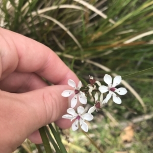 Burchardia umbellata at Taradale, VIC - 11 Dec 2022