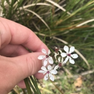 Burchardia umbellata at Taradale, VIC - 11 Dec 2022 09:57 AM