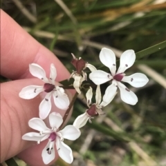 Burchardia umbellata at Taradale, VIC - 11 Dec 2022 09:57 AM