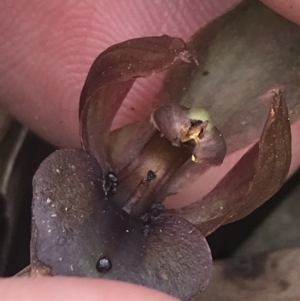 Chiloglottis valida (Large Bird Orchid) at Taradale, VIC by Tapirlord