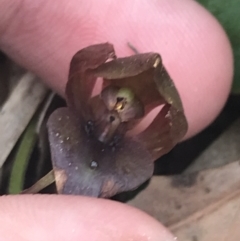 Chiloglottis valida at Taradale, VIC - suppressed