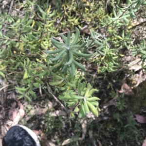 Persoonia rigida at Taradale, VIC - 11 Dec 2022