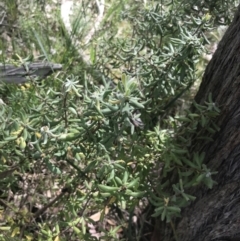 Persoonia rigida at Taradale, VIC - 11 Dec 2022