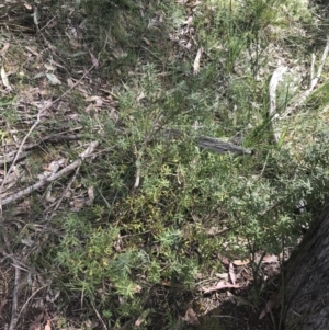 Persoonia rigida at Taradale, VIC - 11 Dec 2022 09:54 AM