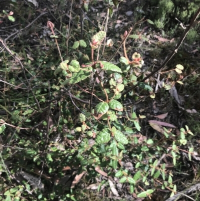 Correa reflexa (Common Correa, Native Fuchsia) at Taradale, VIC - 10 Dec 2022 by Tapirlord