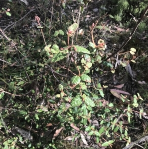 Correa reflexa (Common Correa, Native Fuchsia) at Taradale, VIC by Tapirlord
