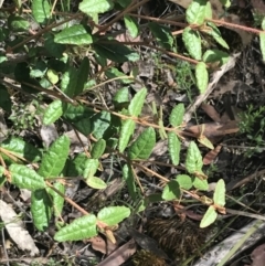 Correa reflexa at Taradale, VIC - 11 Dec 2022 09:50 AM