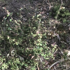 Correa reflexa at Taradale, VIC - 11 Dec 2022