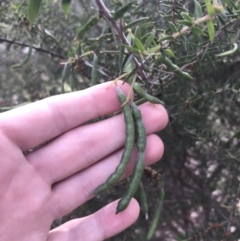 Acacia oxycedrus (Spike Wattle) at Taradale, VIC - 10 Dec 2022 by Tapirlord