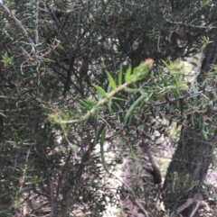 Acacia oxycedrus at Taradale, VIC - 11 Dec 2022
