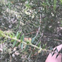 Acacia oxycedrus at Taradale, VIC - 11 Dec 2022