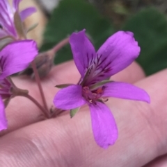 Pelargonium rodneyanum (Magenta Stork's Bill) at Taradale, VIC - 10 Dec 2022 by Tapirlord