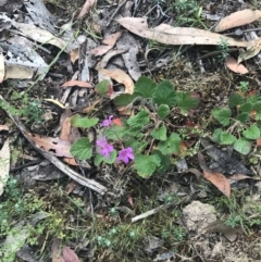 Pelargonium rodneyanum at Taradale, VIC - 11 Dec 2022