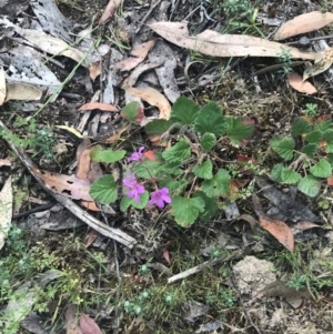 Pelargonium rodneyanum at Taradale, VIC - 11 Dec 2022