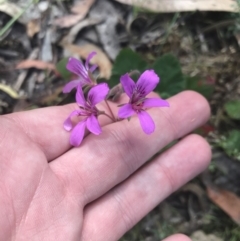 Pelargonium rodneyanum at Taradale, VIC - 11 Dec 2022 09:47 AM
