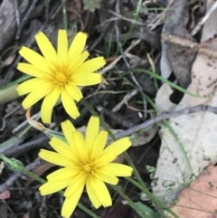 Microseris walteri (Yam Daisy, Murnong) at Taradale, VIC - 10 Dec 2022 by Tapirlord