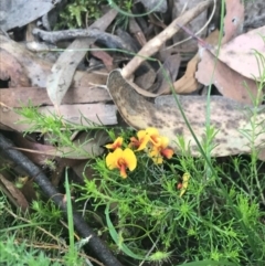 Dillwynia cinerascens at Taradale, VIC - 11 Dec 2022 09:45 AM