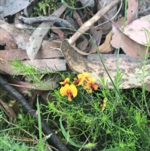 Dillwynia cinerascens at Taradale, VIC - 11 Dec 2022 09:45 AM