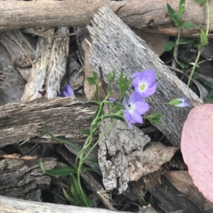 Veronica gracilis at Malmsbury, VIC - 11 Dec 2022