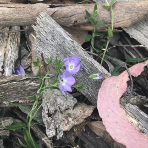 Veronica gracilis at Malmsbury, VIC - 11 Dec 2022