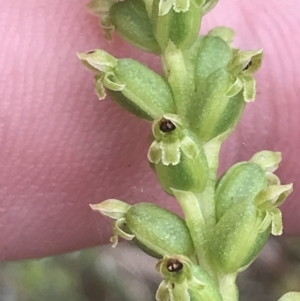 Microtis sp. (Onion Orchid) at Taradale, VIC by Tapirlord