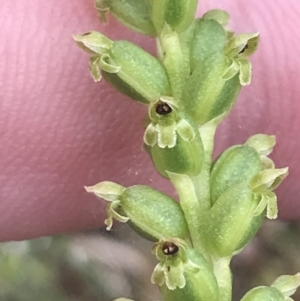 Microtis sp. at Taradale, VIC - suppressed