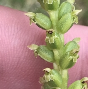 Microtis sp. at Taradale, VIC - suppressed