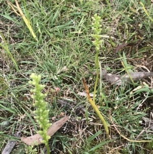 Microtis sp. at Taradale, VIC - suppressed