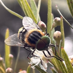 Scaptia sp. (genus) (March fly) at Acton, ACT - 30 Dec 2022 by YellowButton