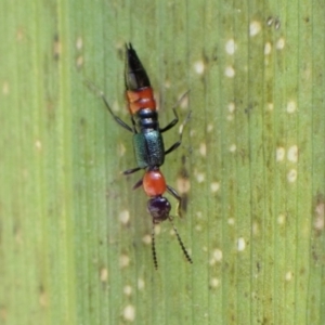 Paederus sp. (genus) at Murrumbateman, NSW - 30 Dec 2022 04:01 PM