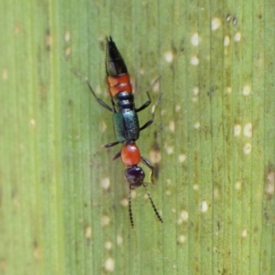 Paederus sp. (genus) (Whiplash rove beetle) at Murrumbateman, NSW - 30 Dec 2022 by SimoneC