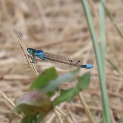 Ischnura heterosticta (Common Bluetail Damselfly) at Tuggeranong Creek to Monash Grassland - 29 Dec 2022 by RodDeb