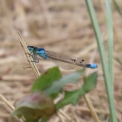 Ischnura heterosticta at Monash, ACT - 29 Dec 2022