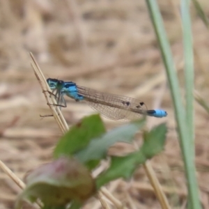 Ischnura heterosticta at Monash, ACT - 29 Dec 2022