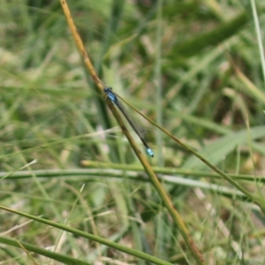 Ischnura heterosticta at Monash, ACT - 29 Dec 2022 11:49 AM