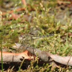 Orthetrum caledonicum (Blue Skimmer) at Bundanoon - 28 Dec 2022 by GlossyGal