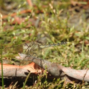 Orthetrum caledonicum at Bundanoon, NSW - 28 Dec 2022 07:48 AM