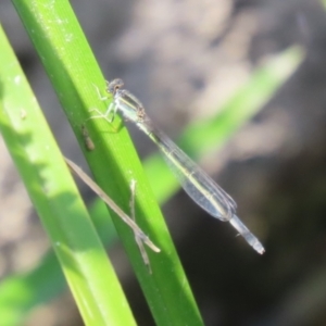 Ischnura aurora at Monash, ACT - 29 Dec 2022