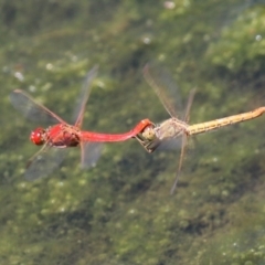 Diplacodes haematodes (Scarlet Percher) at Monash, ACT - 29 Dec 2022 by RodDeb