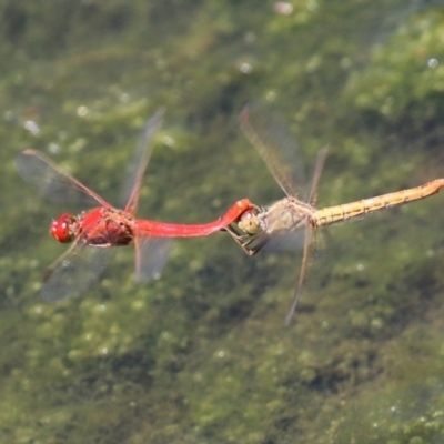 Diplacodes haematodes (Scarlet Percher) at Isabella Pond - 29 Dec 2022 by RodDeb