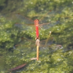 Diplacodes haematodes at Monash, ACT - 29 Dec 2022 12:14 PM