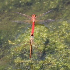 Diplacodes haematodes at Monash, ACT - 29 Dec 2022