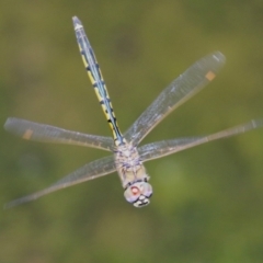 Hemicordulia tau (Tau Emerald) at Tuggeranong Creek to Monash Grassland - 29 Dec 2022 by RodDeb